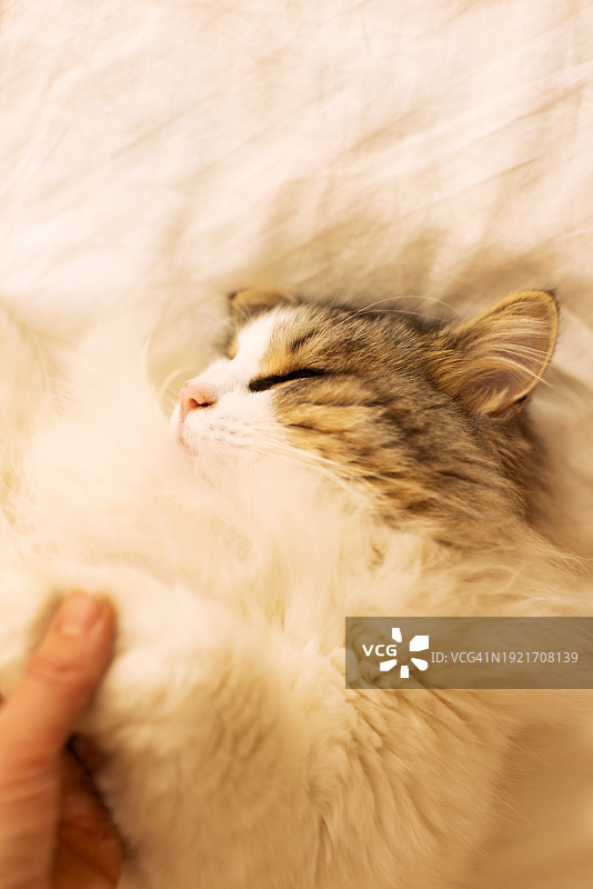 一只西伯利亚猫躺在床上的白色亚麻布上图片素材