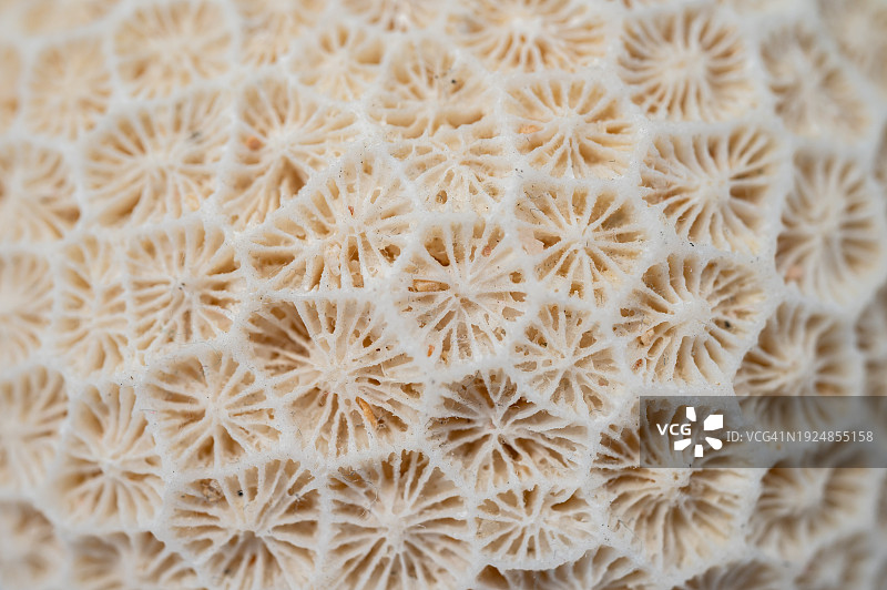 全帧拍摄干死珊瑚的结构和纹理。图片素材