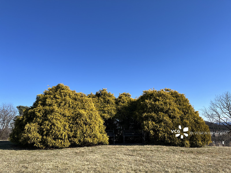 美国，弗吉尼亚州斯汤顿，天空湛蓝的田野上的树木图片素材