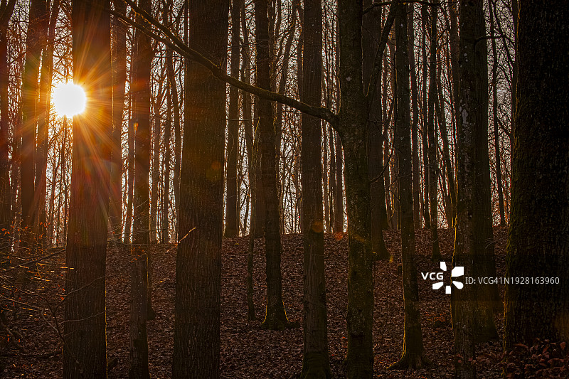 阳光从低角度穿过森林中的树木图片素材
