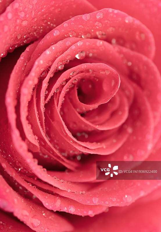 娇嫩的粉红玫瑰花瓣和水珠。微距摄影，极近距离拍摄。抽象花卉背景与复制空间。情人节，国际妇女节，生日聚会，母亲节的背景图片素材