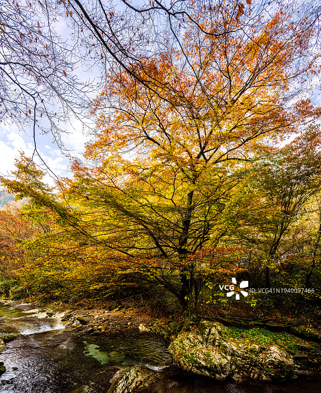 秋天森林里湖边的树木图片素材