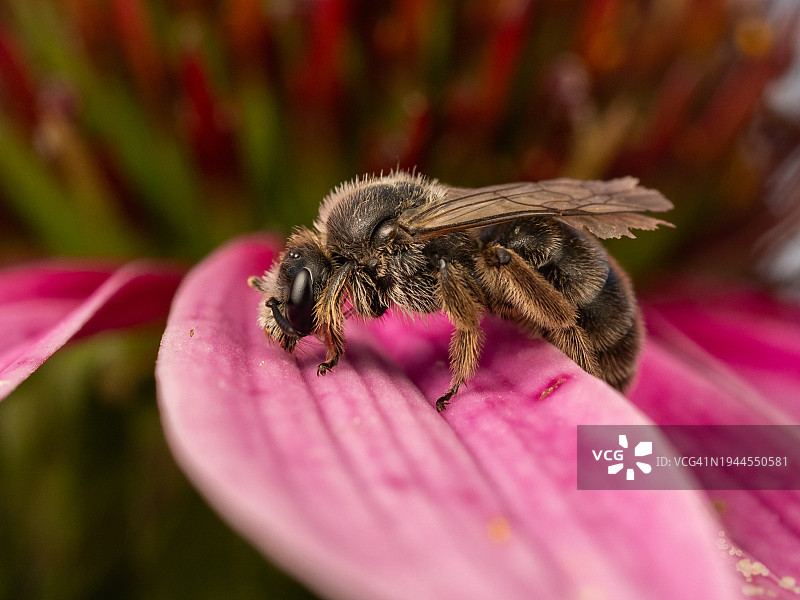 小蜜蜂栖息在粉红色紫锥菊花瓣上图片素材