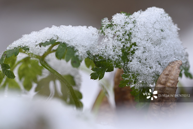 雪中的植物图片素材