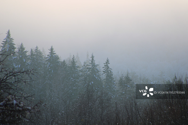 大雾天气里森林里的树木图片素材