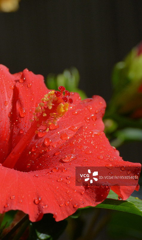 潮湿的红玫瑰花特写图片素材