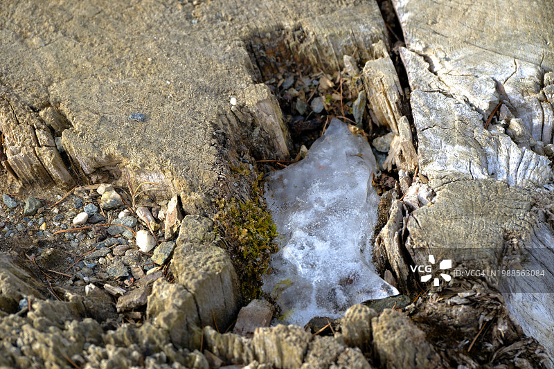 树干裂缝上的冰雪，特写图片素材