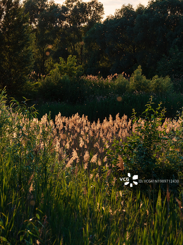 夏日风景与芦苇草在夕阳下的阳光图片素材