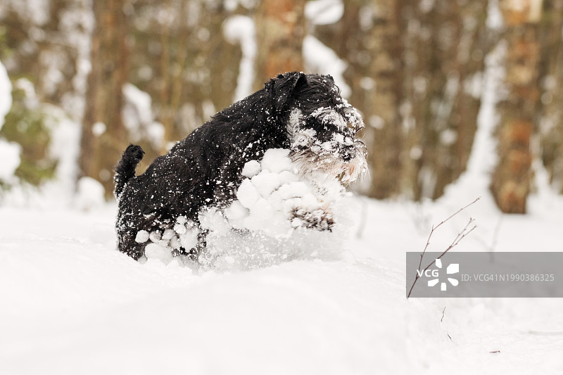 雪域杂技-雪纳瑞在冬季仙境的嬉戏跳跃图片素材