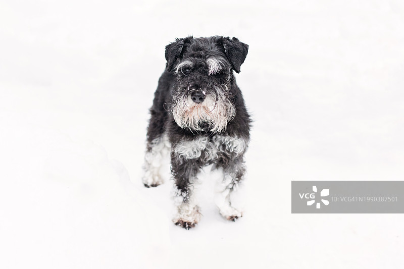 雪中黑色纯种狗的特写肖像图片素材