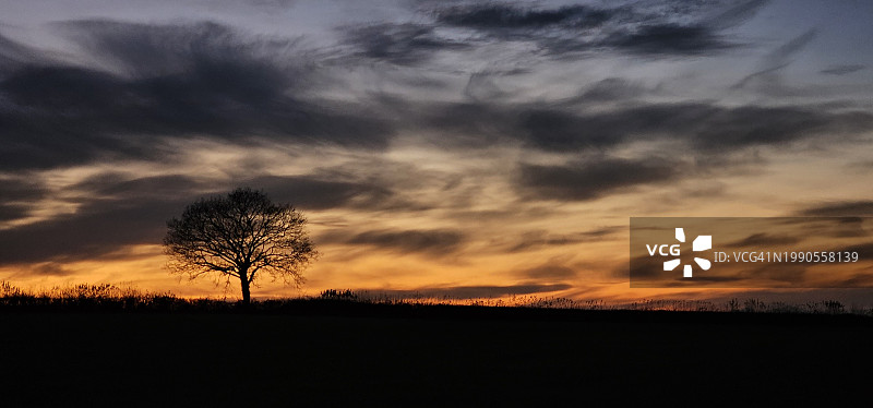 日落时分，英国德文郡，天空中树木的剪影图片素材