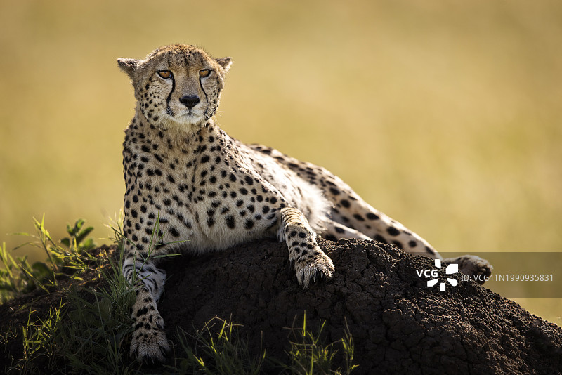 美丽的猎豹在肯尼亚马赛马拉狩猎时寻找猎物图片素材