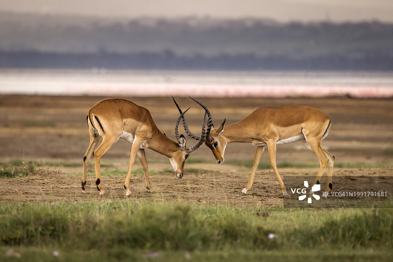 肯尼亚美丽的纳库鲁公园里，羚羊在打架图片素材