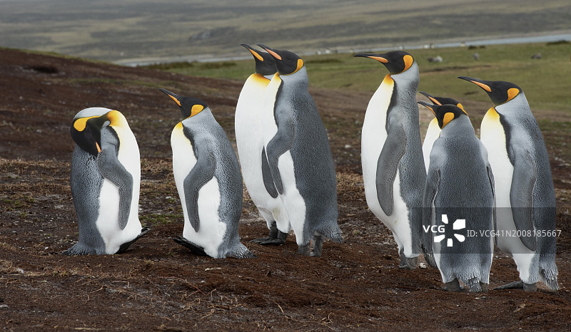 企鹅在野外的高角度视角图片素材