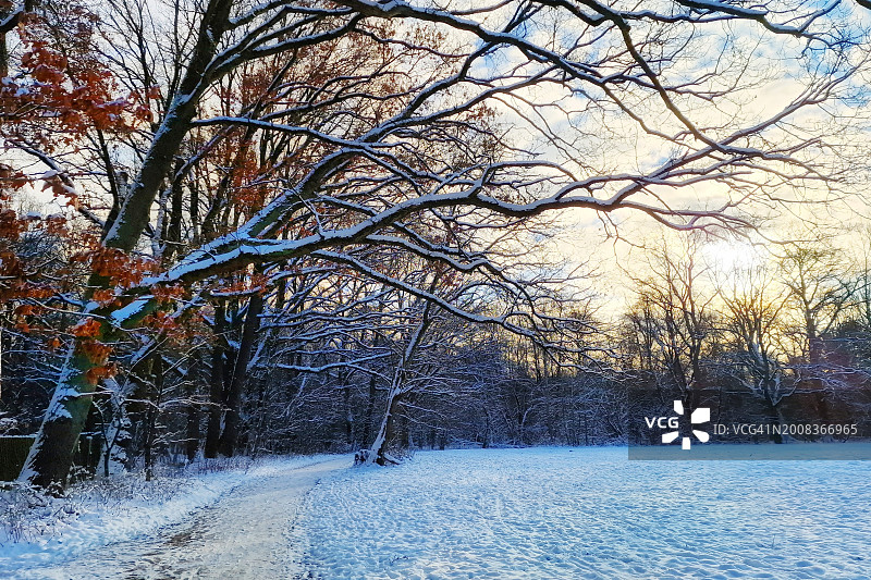 冬天白雪覆盖的田野上的树木图片素材