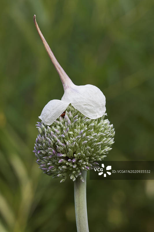 观赏韭菜(Allium giganteum)，带帽的开放花，产自德国，欧洲图片素材