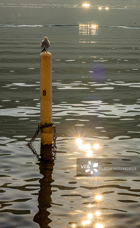 鸟儿站在卢加诺湖的一根杆子上，阳光明媚的日子里，在瑞士提契诺州的莫尔科特，太阳反射图片素材