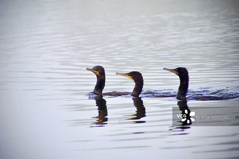两只天鹅在湖中游泳，印度拉贾斯坦邦的比尔瓦拉图片素材
