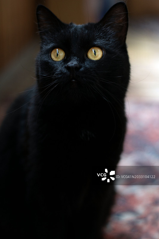 黑猫的特写肖像图片素材