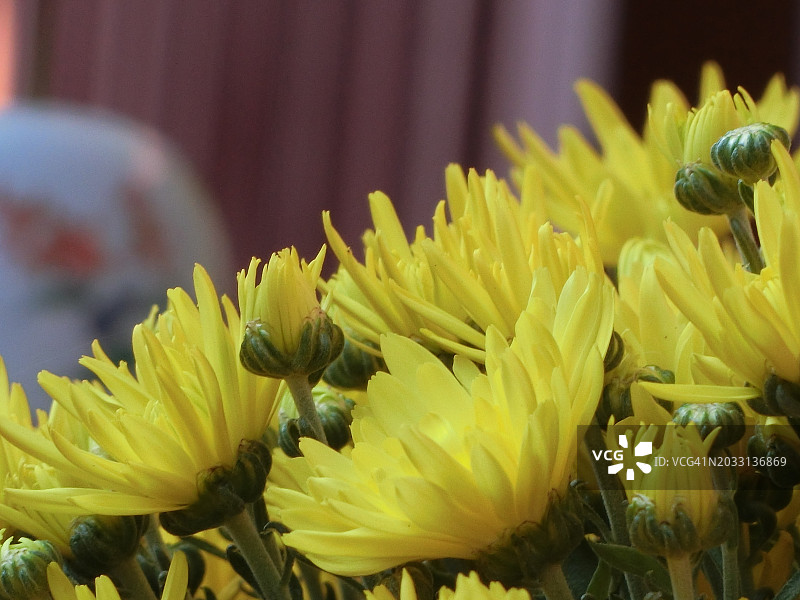 黄色开花植物特写，Bothell，华盛顿，美国图片素材