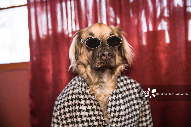 滑稽的狗穿着外套，狗穿着90年代的时尚，狗打扮图片素材