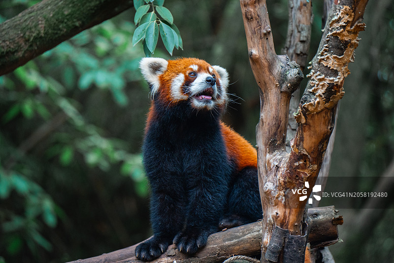 中国成都，小熊猫坐在木头上的特写镜头图片素材