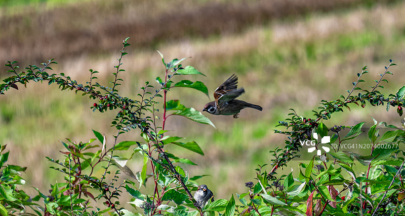 麻雀在树枝间轻松地飞翔图片素材