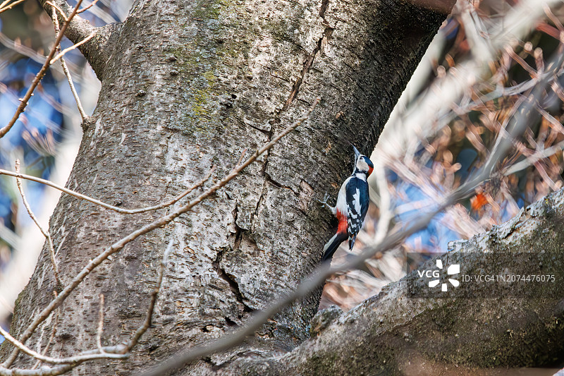 2024年2月18日摄于日本东京文京区的小石川植物园，可爱的大斑点啄木鸟(大斑啄木鸟，啄木鸟家族)。图片素材