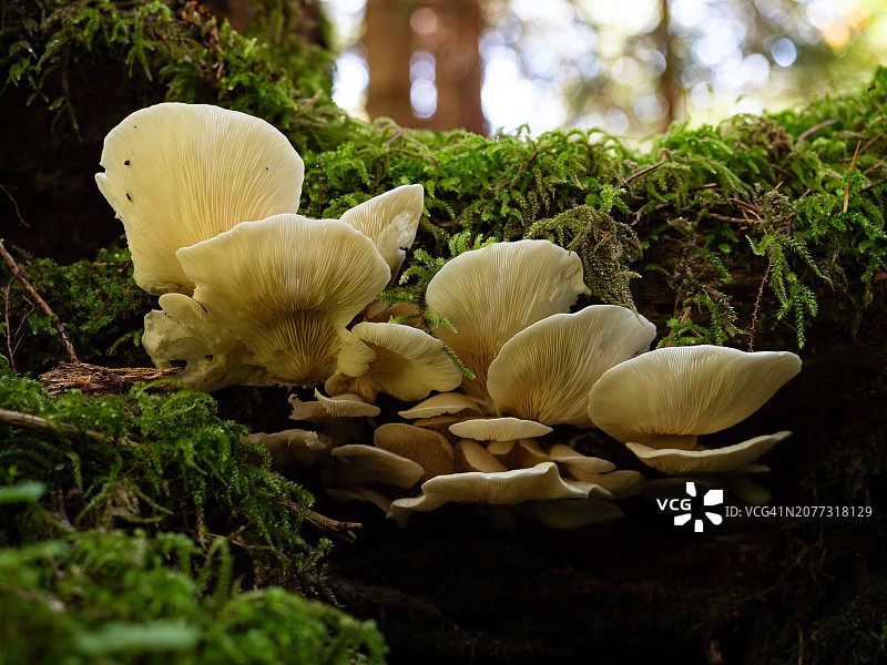 森林中长满苔藓的树桩上的野生白蘑菇特写图片素材