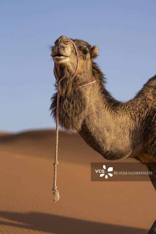 撒哈拉沙漠中的骆驼。图片素材
