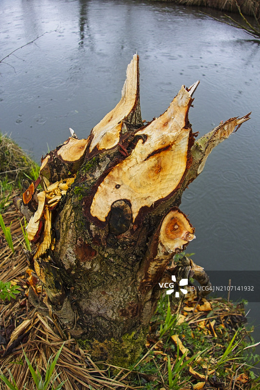 海狸对树木的损害图片素材