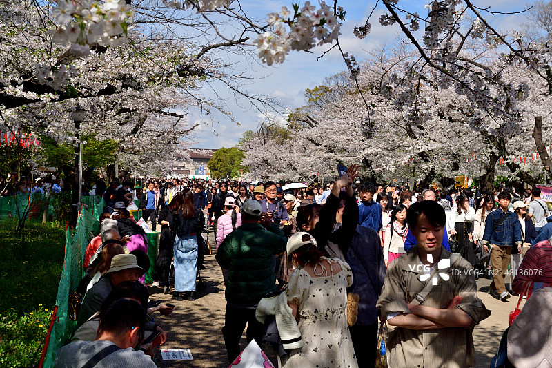 一大群人在东京上野公园观赏樱花图片素材