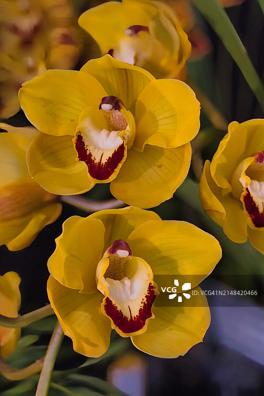 黄色开花植物特写，圣巴巴拉，加利福尼亚，美国图片素材