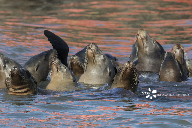 一大群加利福尼亚海狮在水里图片素材