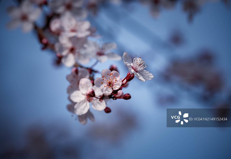 春天的樱花特写，德国勃兰登堡波茨坦图片素材