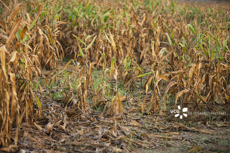 极端天气风暴过后的玉米田和粮食危机形势。全球粮食危机的概念图片素材