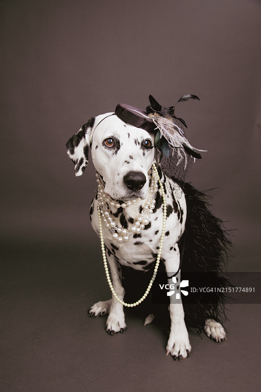 一只达尔马提亚狗的肖像，打扮成优雅的女士，戴着珍珠项链和一顶迷人的帽子图片素材