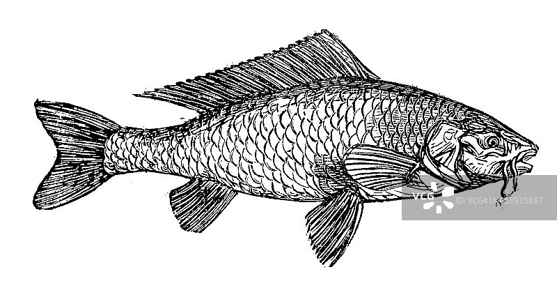 鲤鱼仿古插图(Cyprinus carpio)图片素材
