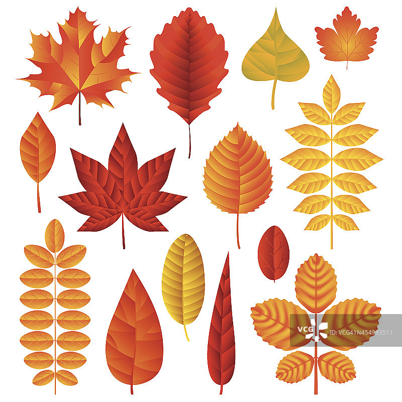 秋叶向量集图片素材