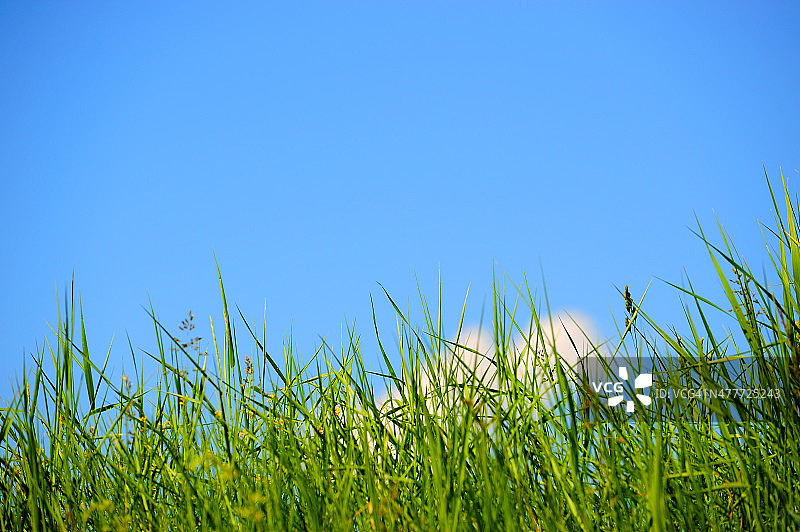 蓝天白云映衬着绿草的剪影图片素材