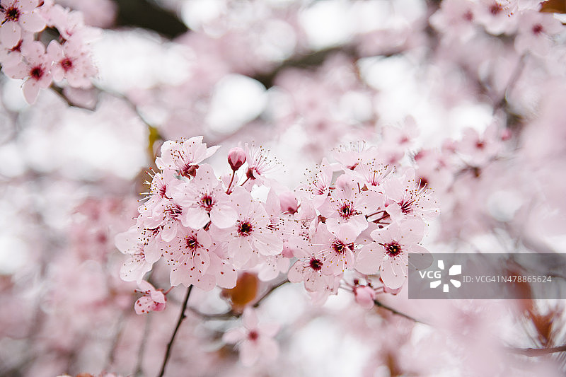 美丽的樱花在焦点。图片素材