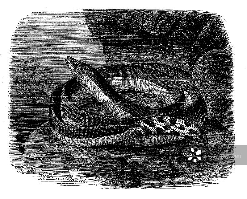黄腹海蛇古插图图片素材