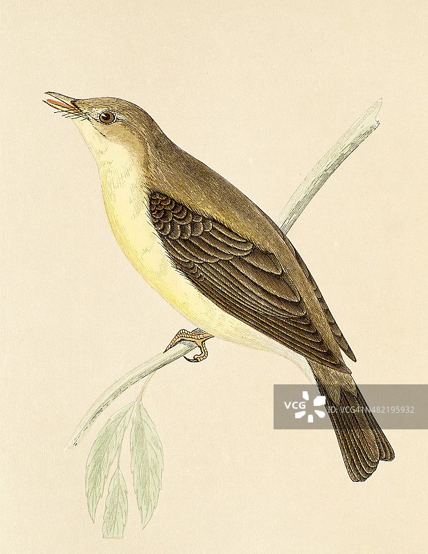 柳树莺。19世纪插图图片素材