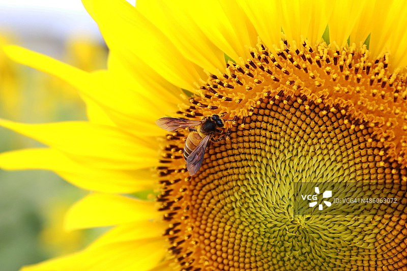 向日葵上的蜜蜂图片素材