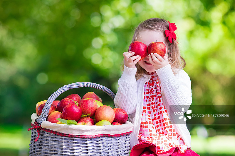 可爱的小女孩在果园里摘苹果图片素材