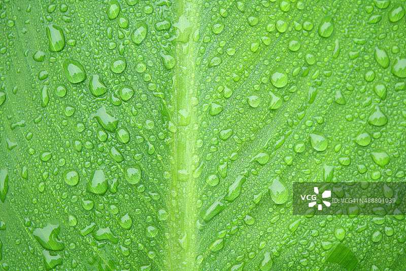水滴落在绿叶上图片素材