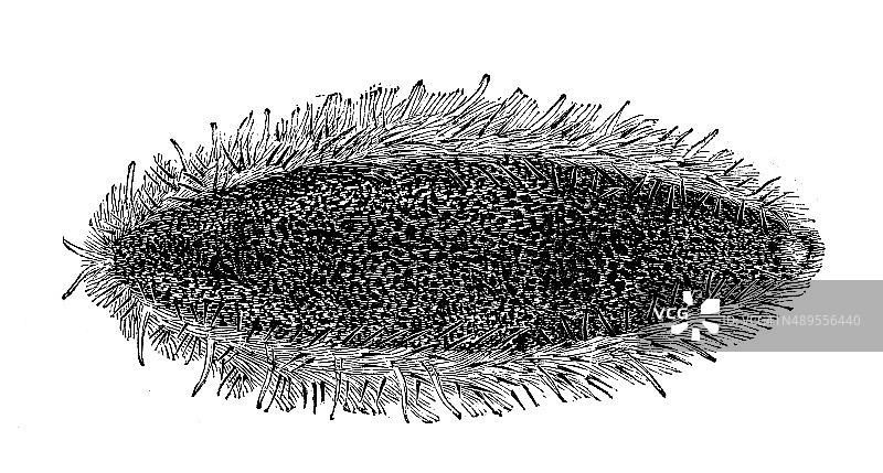 古色古香的海鼠插图(Aphrodita aculeata)图片素材