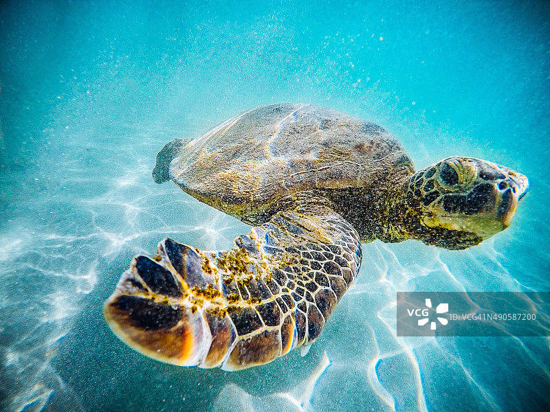夏威夷海龟图片素材