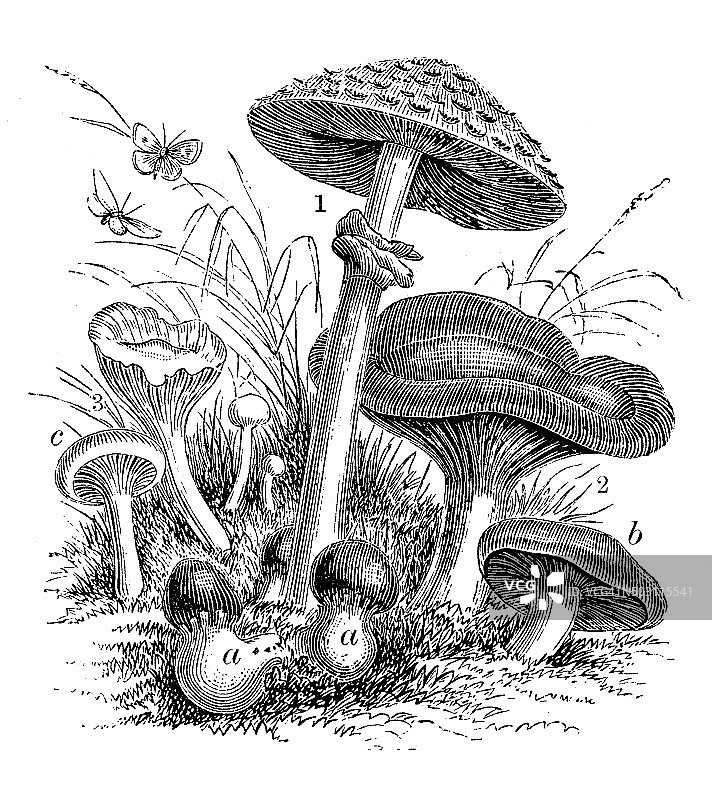 古木耳蘑菇插图图片素材