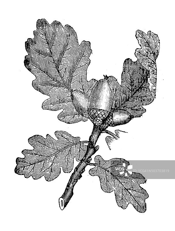 古橡木插图(栎属植物)图片素材